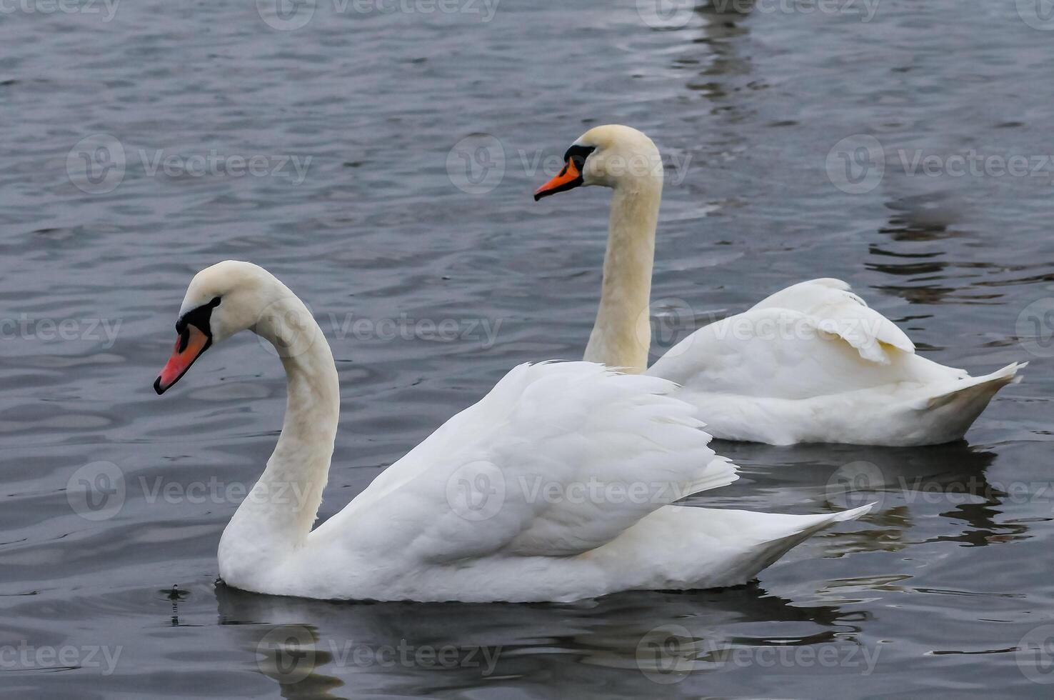The mute swan Cygnus olor, an adult bird with a red beak swims in the sea photo