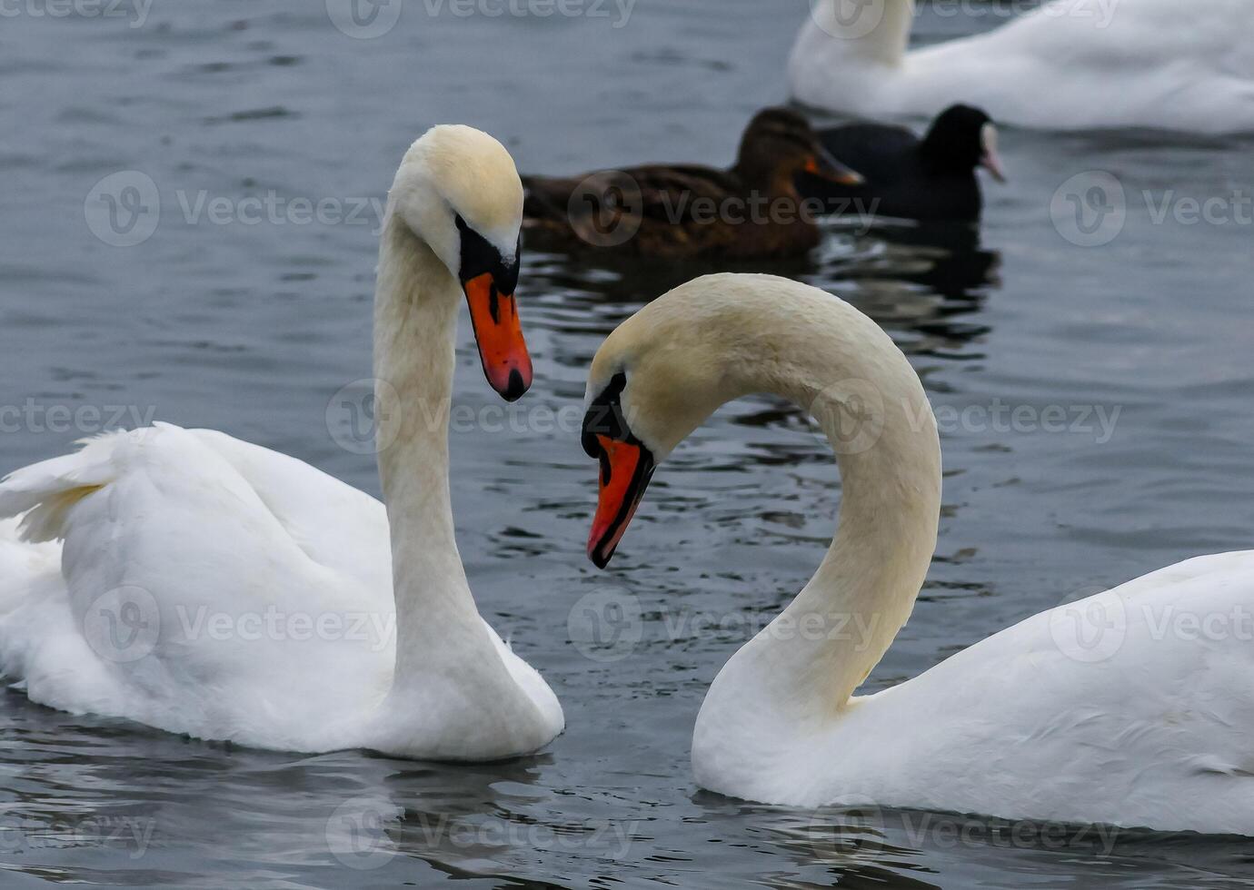 The mute swan Cygnus olor, an adult bird with a red beak swims in the sea photo
