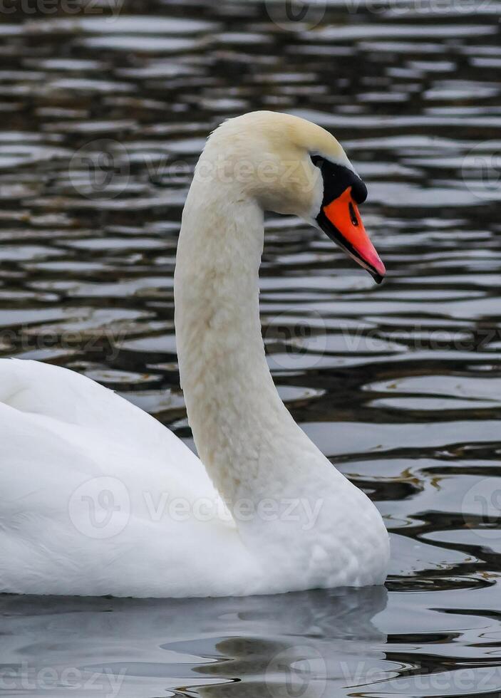 The mute swan Cygnus olor, an adult bird with a red beak swims in the sea photo