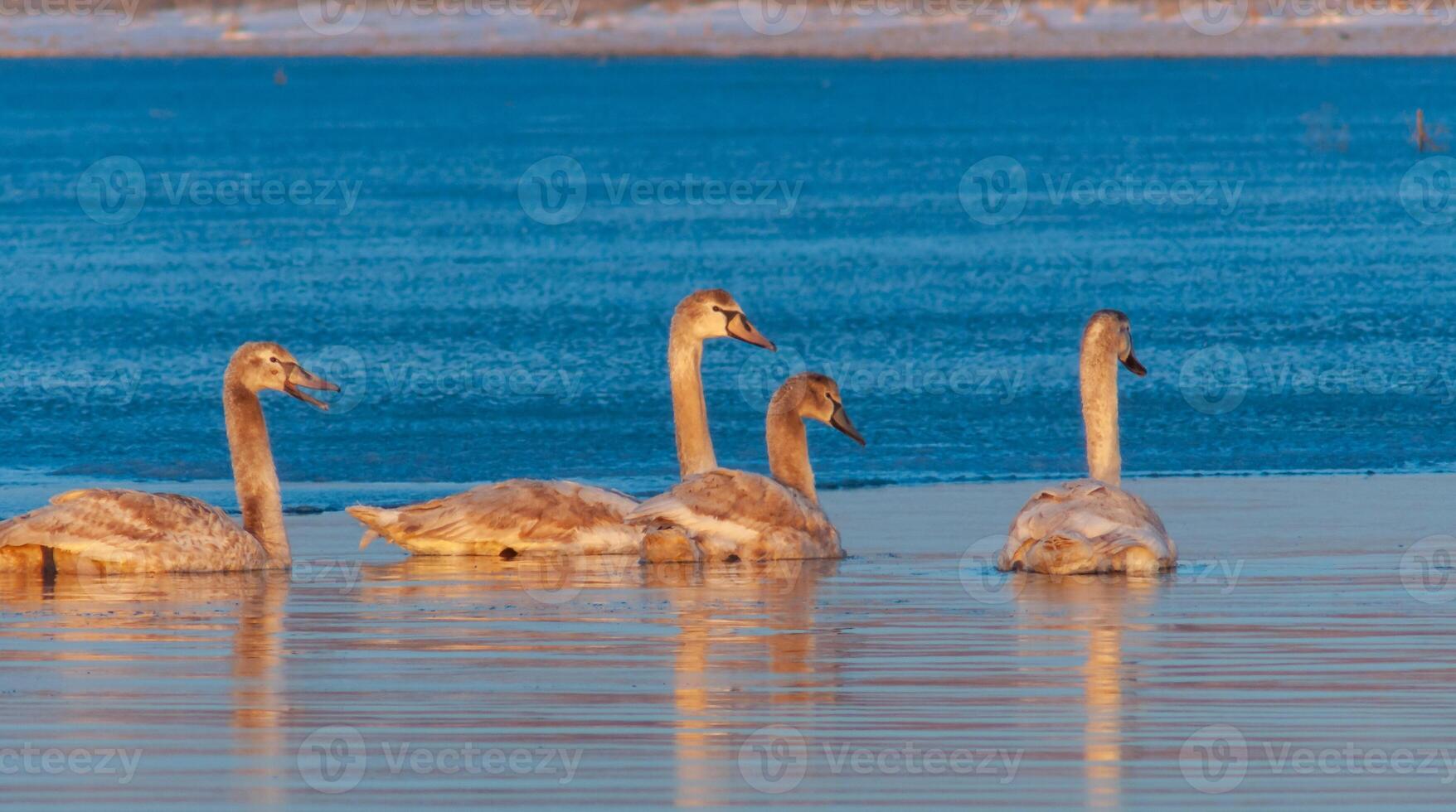Swans in the early morning at the ice edge in the salty estuary Tiligul frozen in winter photo