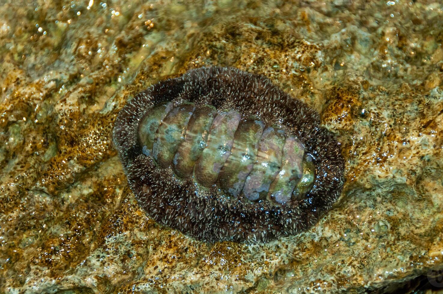 Vaillants chiton Acanthopleura vaillanti, scraping algae from corals. Red Sea, Egypt photo
