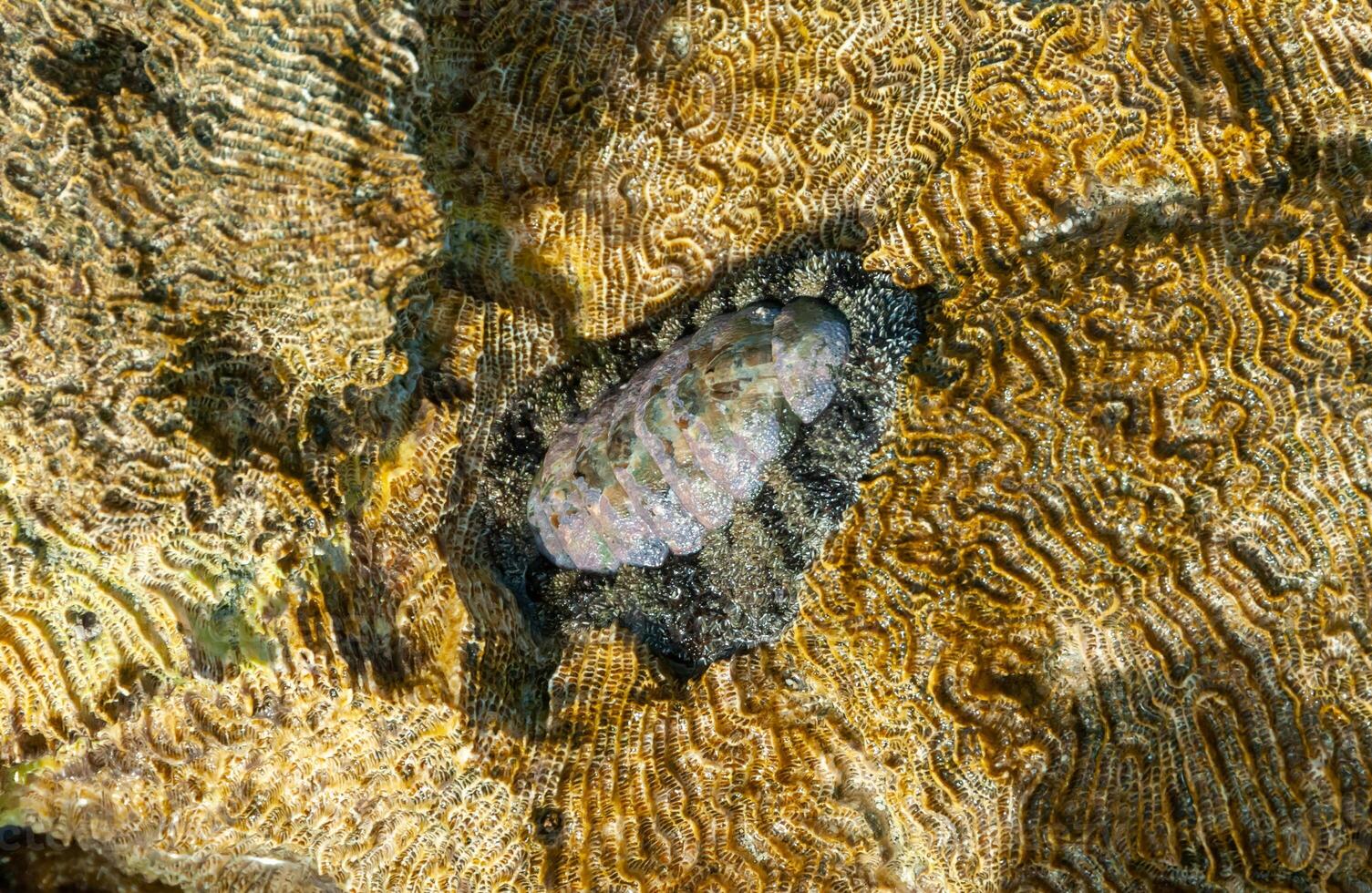 Vaillants chiton Acanthopleura vaillanti, scraping algae from corals. Red Sea, Egypt photo