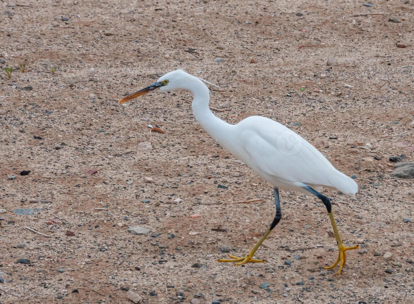 A white heron bird hunts on a sandy shore, Red Sea, Marsa Alam, Egypt photo