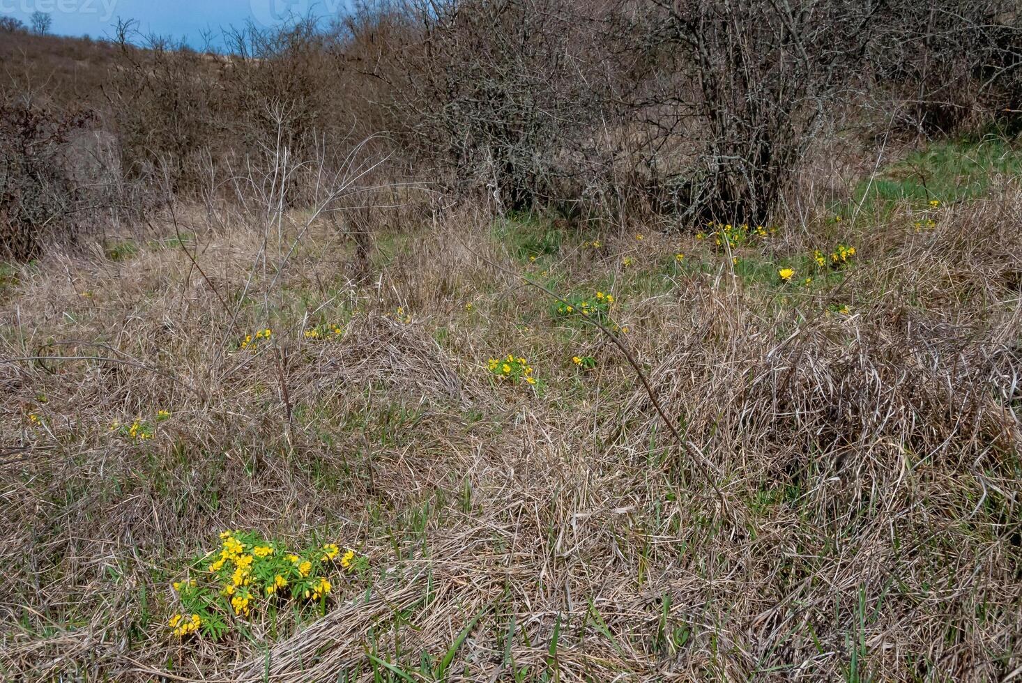 Gymnospermium odessanum - Ephemeral flowers, yellow primroses in the wild photo