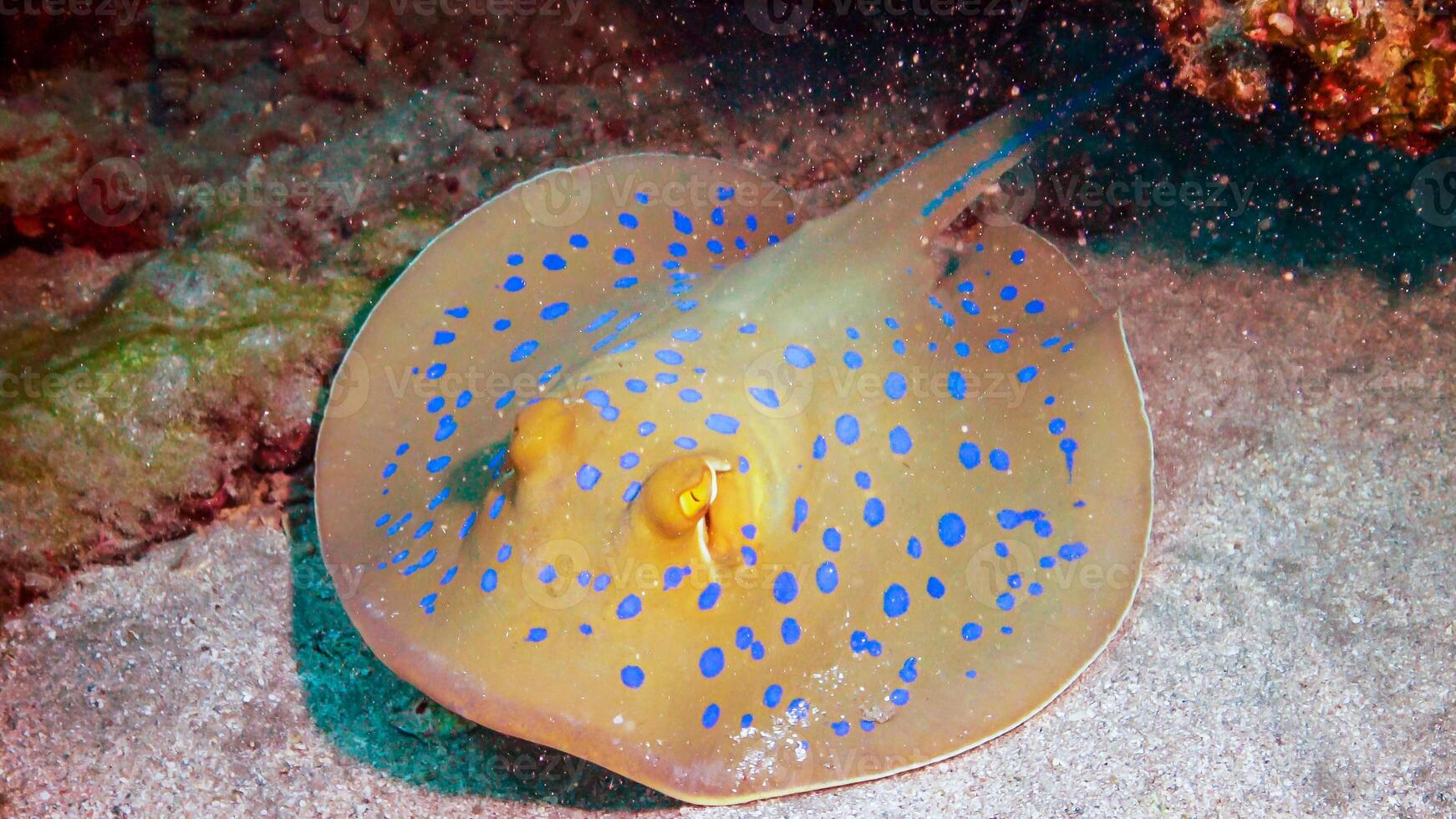 Taeniura lymma Bluespotted ribbontail ray lies on sand or floats among corals on a reef in the Red Sea photo