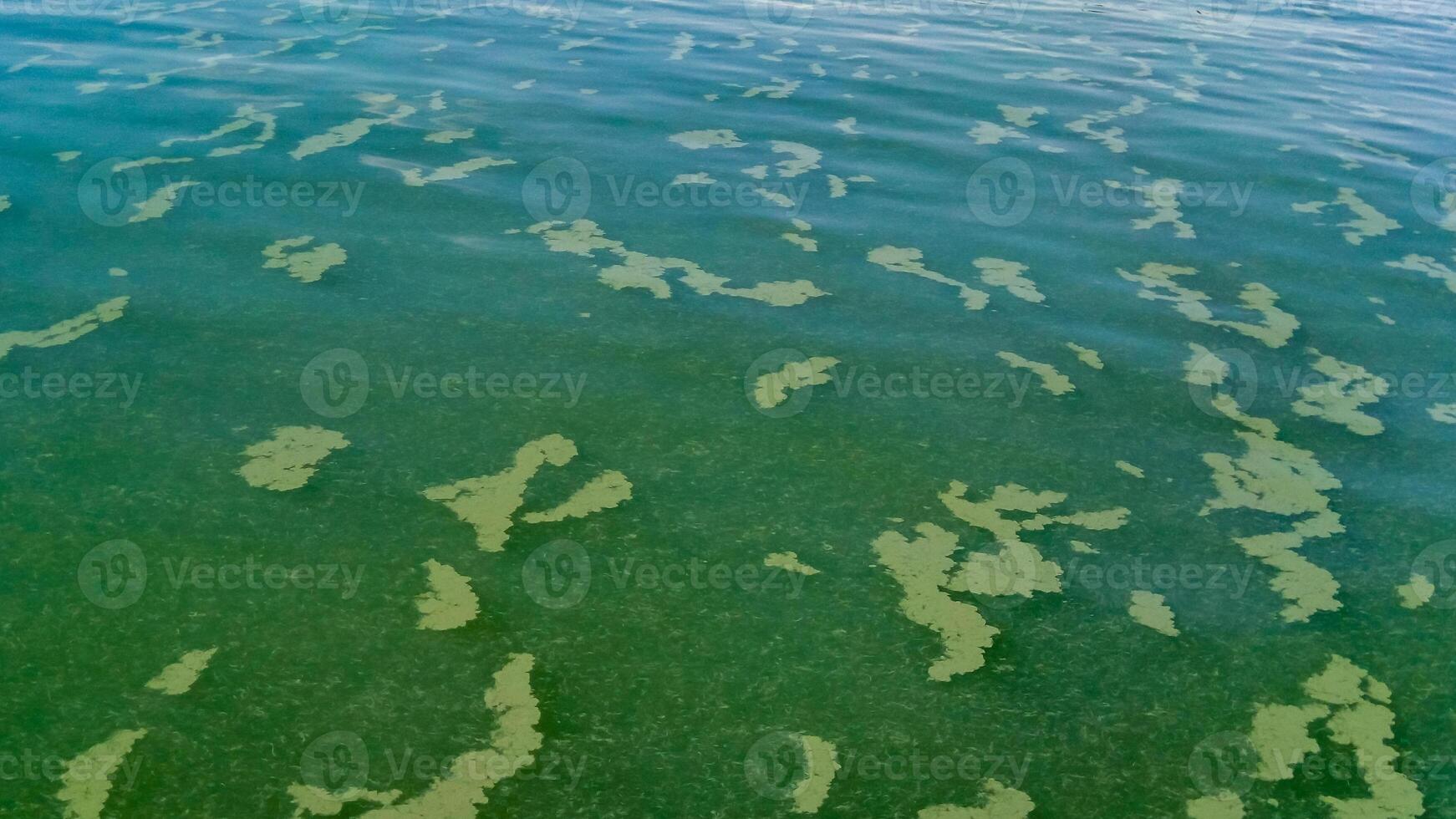 Algae float on the surface of the water in the Black Sea, a toxic blue-green algae Nodularia spumigena photo