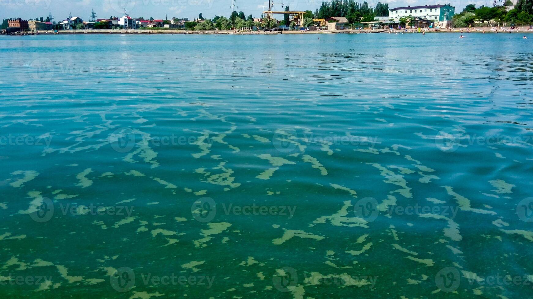 Algae float on the surface of the water in the Black Sea, a toxic blue-green algae Nodularia spumigena photo