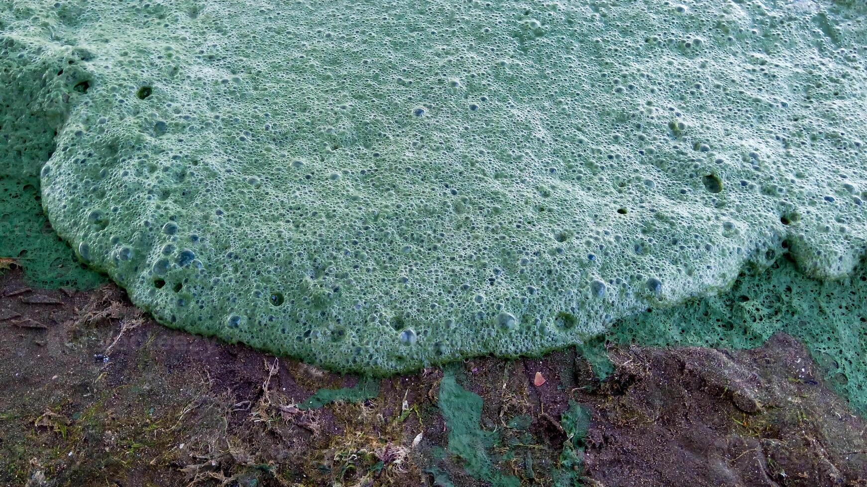 Storm washed up on the Black Sea a toxic blue-green algae Nodularia spumigena photo