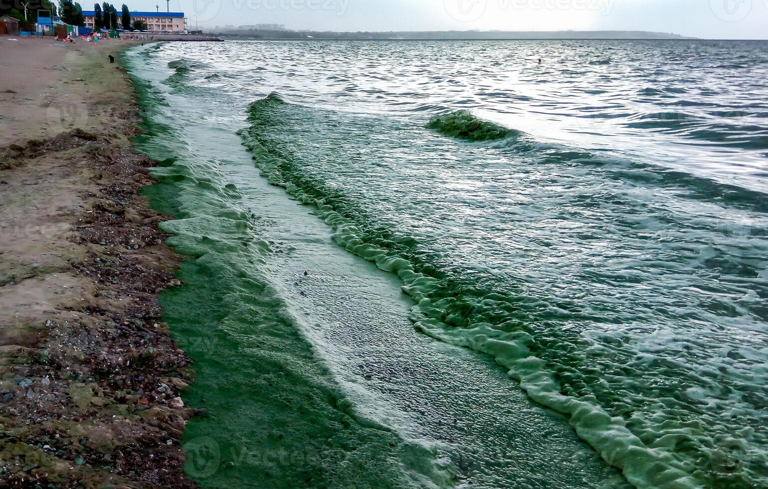 Storm washed up on the Black Sea a toxic blue-green algae Nodularia spumigena photo