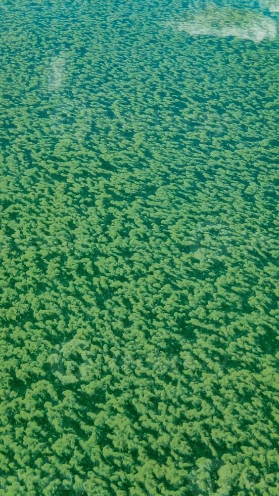 Algae float on the surface of the water in the Black Sea, a toxic blue-green algae Nodularia spumigena photo