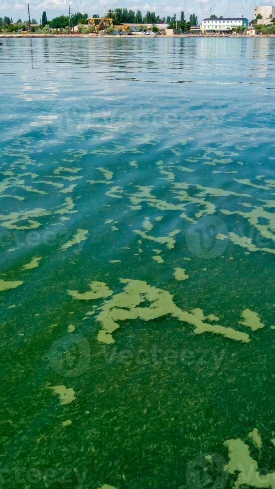 Algae float on the surface of the water in the Black Sea, a toxic blue-green algae Nodularia spumigena photo