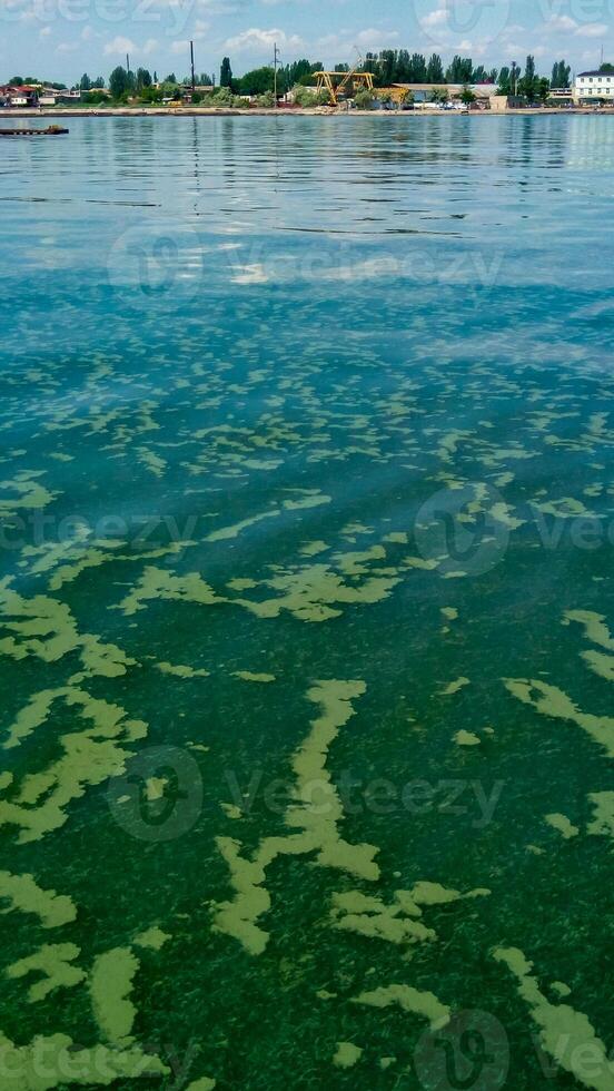 Algae float on the surface of the water in the Black Sea, a toxic blue-green algae Nodularia spumigena photo