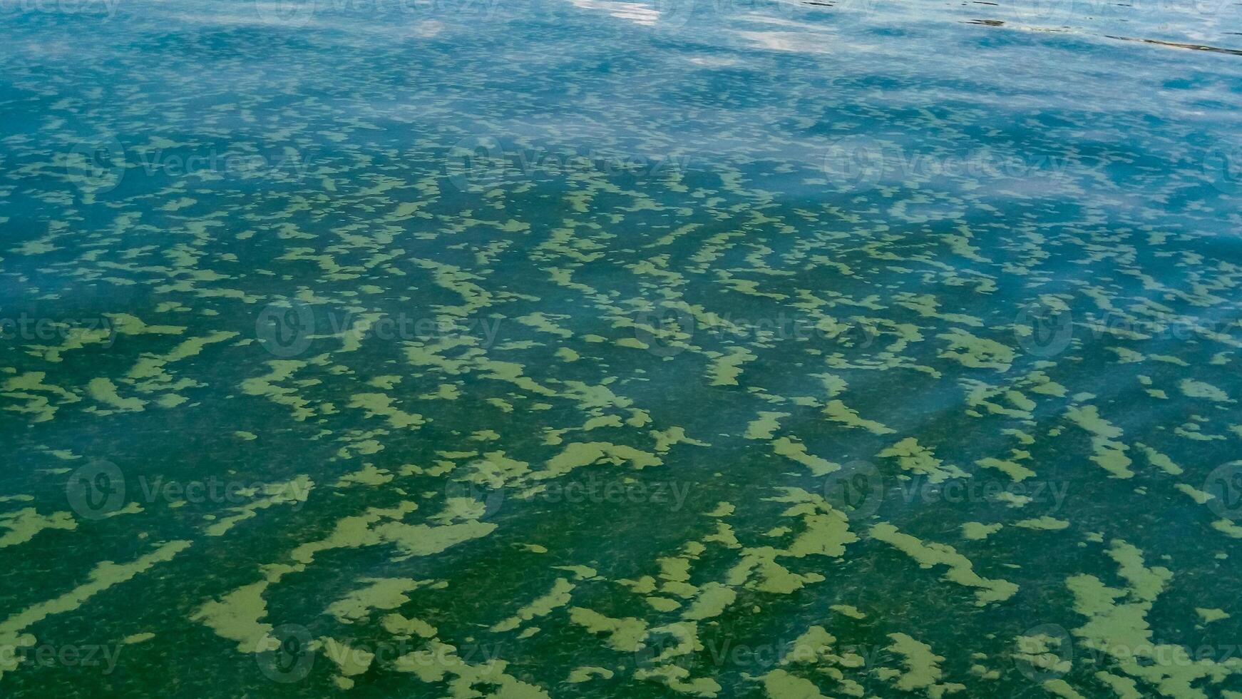 Algae float on the surface of the water in the Black Sea, a toxic blue-green algae Nodularia spumigena photo