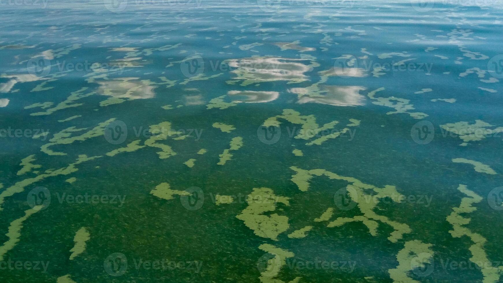 Algae float on the surface of the water in the Black Sea, a toxic blue-green algae Nodularia spumigena photo