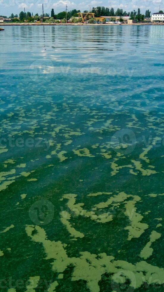 Algae float on the surface of the water in the Black Sea, a toxic blue-green algae Nodularia spumigena photo