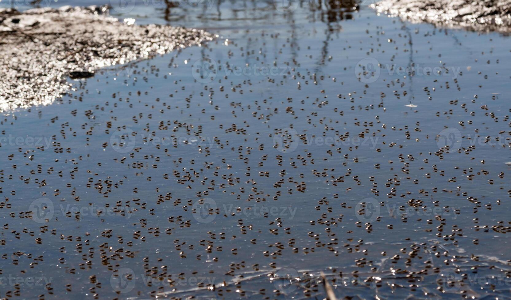 Coastal fly Diptera on the water in the shallow water of the Tiligul estuary, Ukraine photo