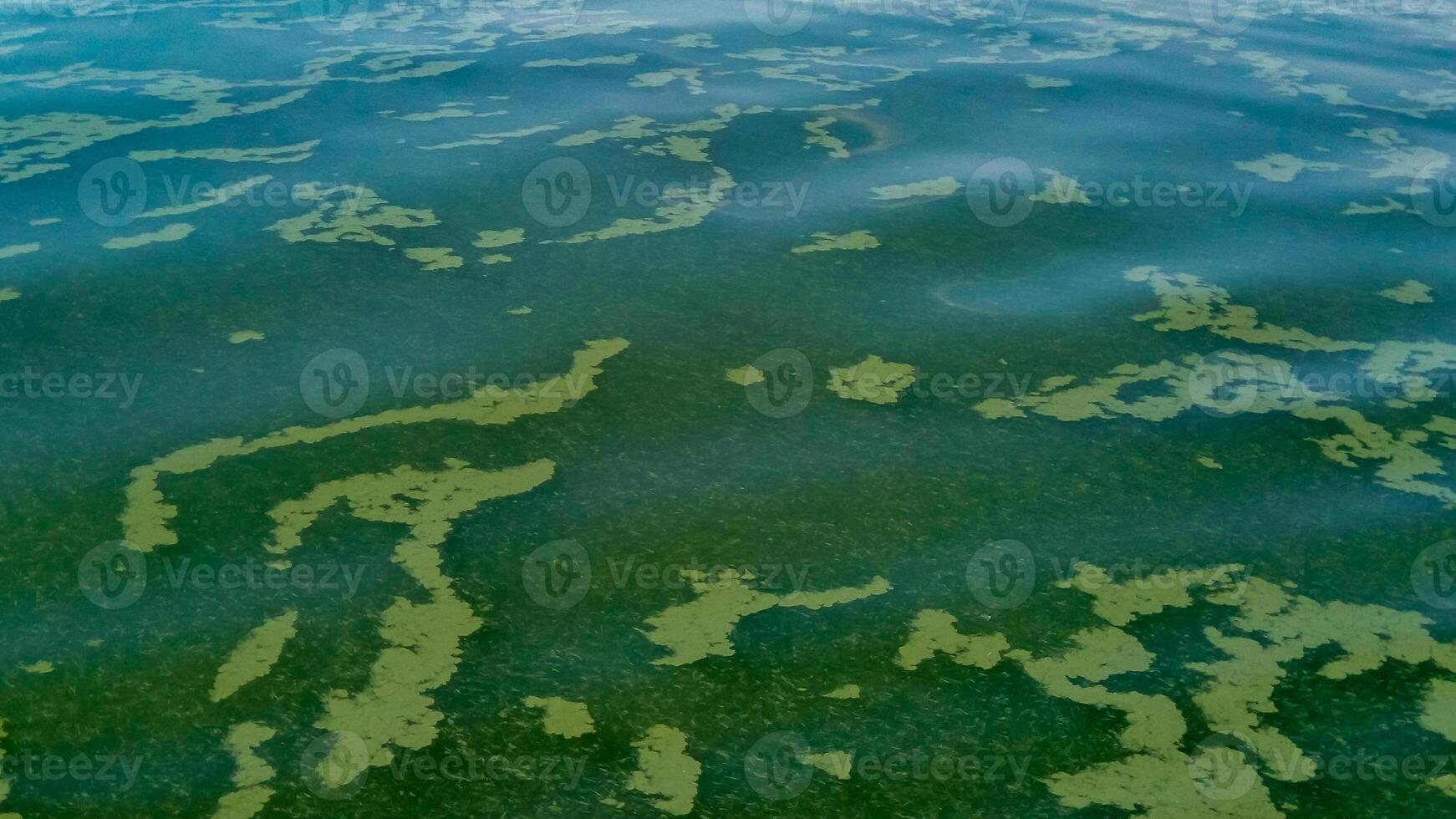 Algae float on the surface of the water in the Black Sea, a toxic blue-green algae Nodularia spumigena photo