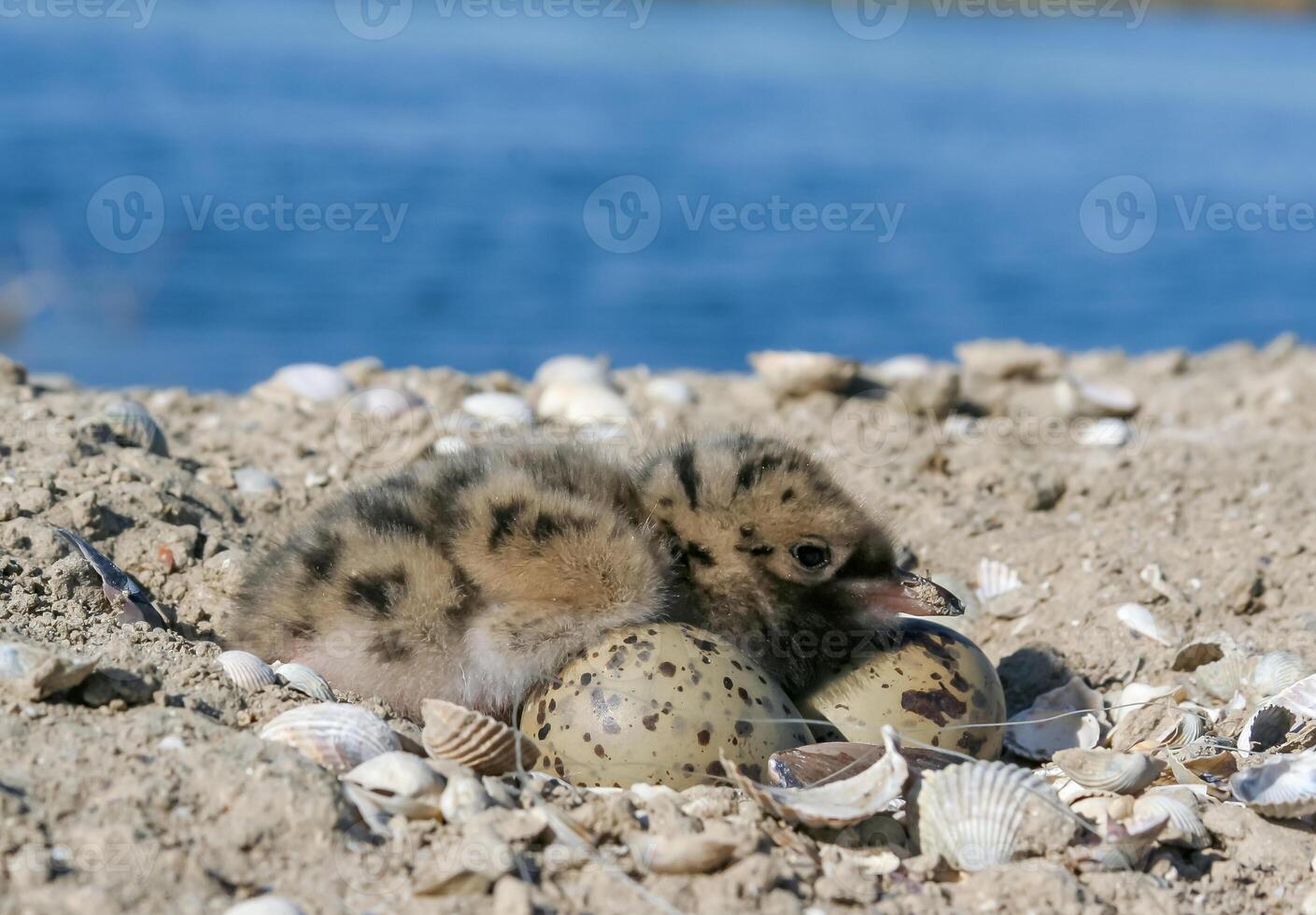 Sandwich tern Thalasseus sandvicensis, tern chick in the nest, Tiligulskiy estuary, Ukraine photo