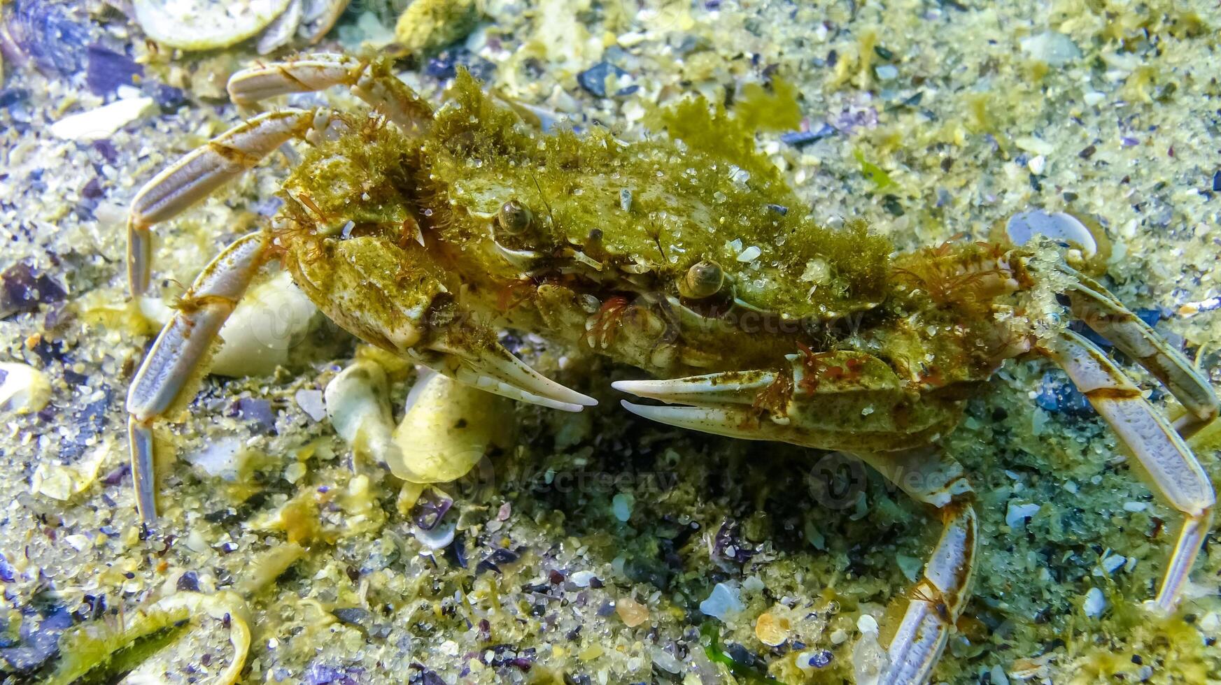 Swimming crab Macropipus holsatus eating mussel meat, Black Sea photo