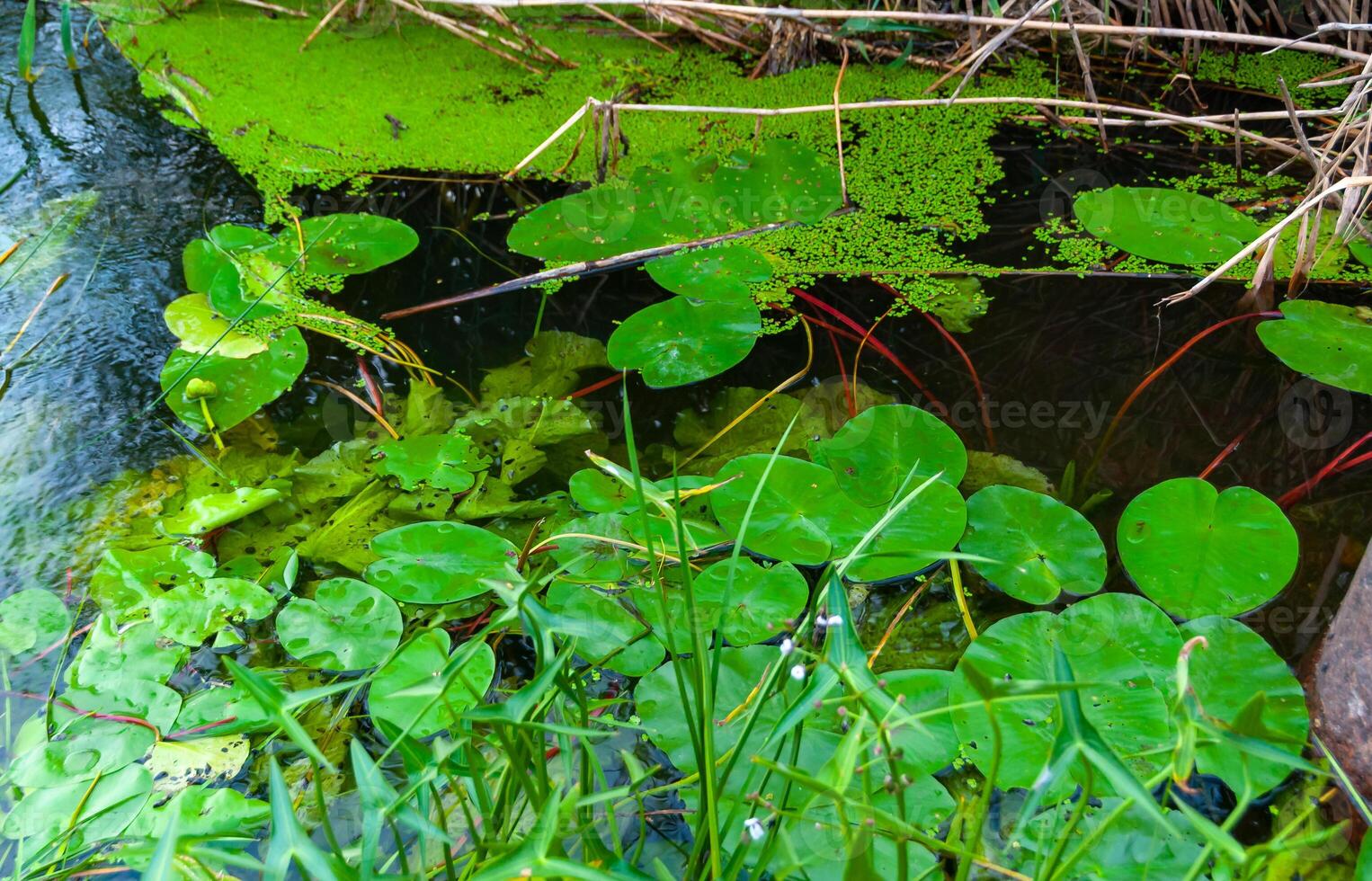 Floating aquatic plants, water lily Nymphaea candida and yellow capsule Nuphar lutea photo