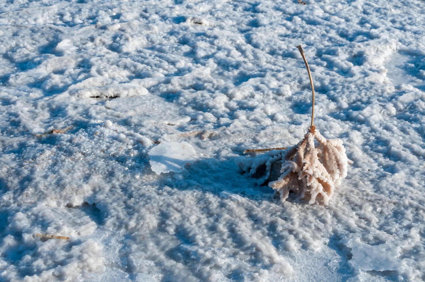 Self-precipitating table salt sodium chloride on the surface of dried plants photo