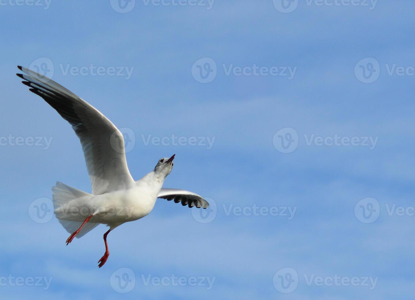 The black-headed gull Chroicocephalus ridibundus Larus ridibundus. Bird in flight with its wings spread wide, Black Sea photo