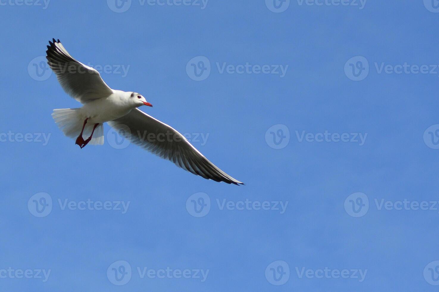 The black-headed gull Chroicocephalus ridibundus Larus ridibundus. Bird in flight with its wings spread wide, Black Sea photo