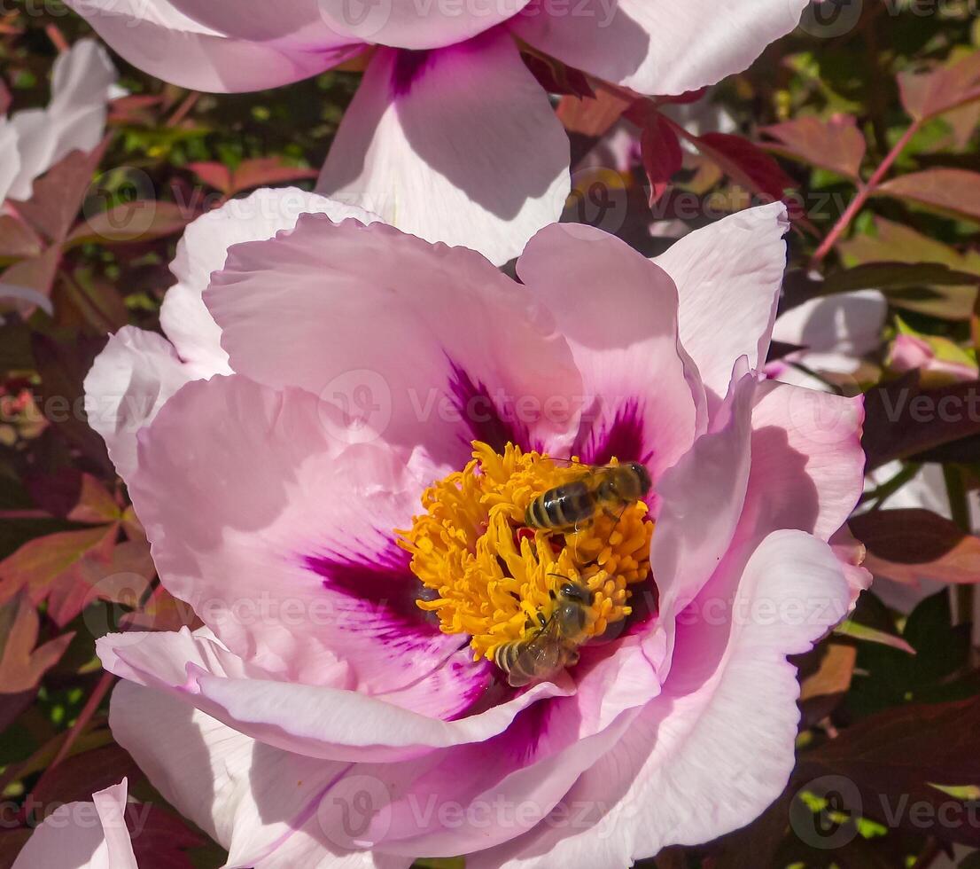 Honey bees collect nectar and pollen in the red flowers of a garden peony photo