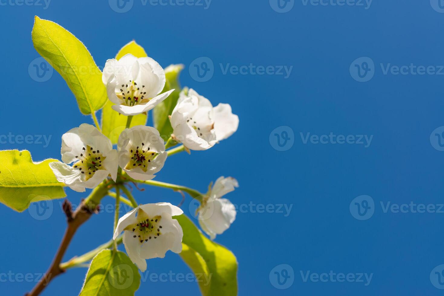 Flowering pear branch against the blue sky, Ukraine photo
