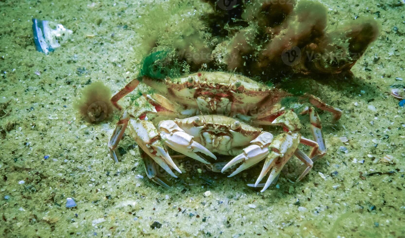 Male and female Swimming crab Macropipus holsatus before breeding, close-up photo