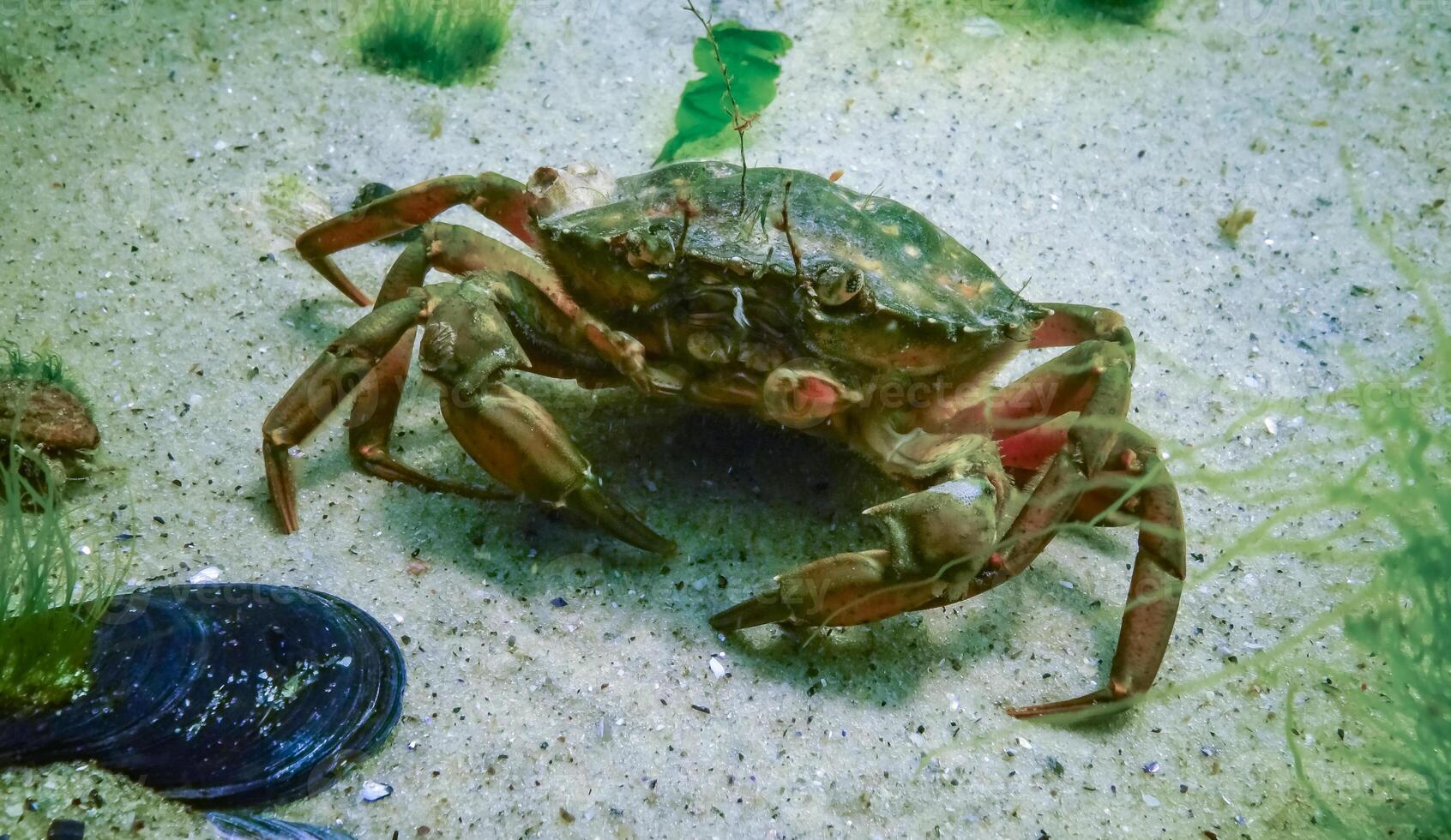 Invasive species, Big Green crab -Carcinus maenas, crab on the sand in the Black Sea. photo