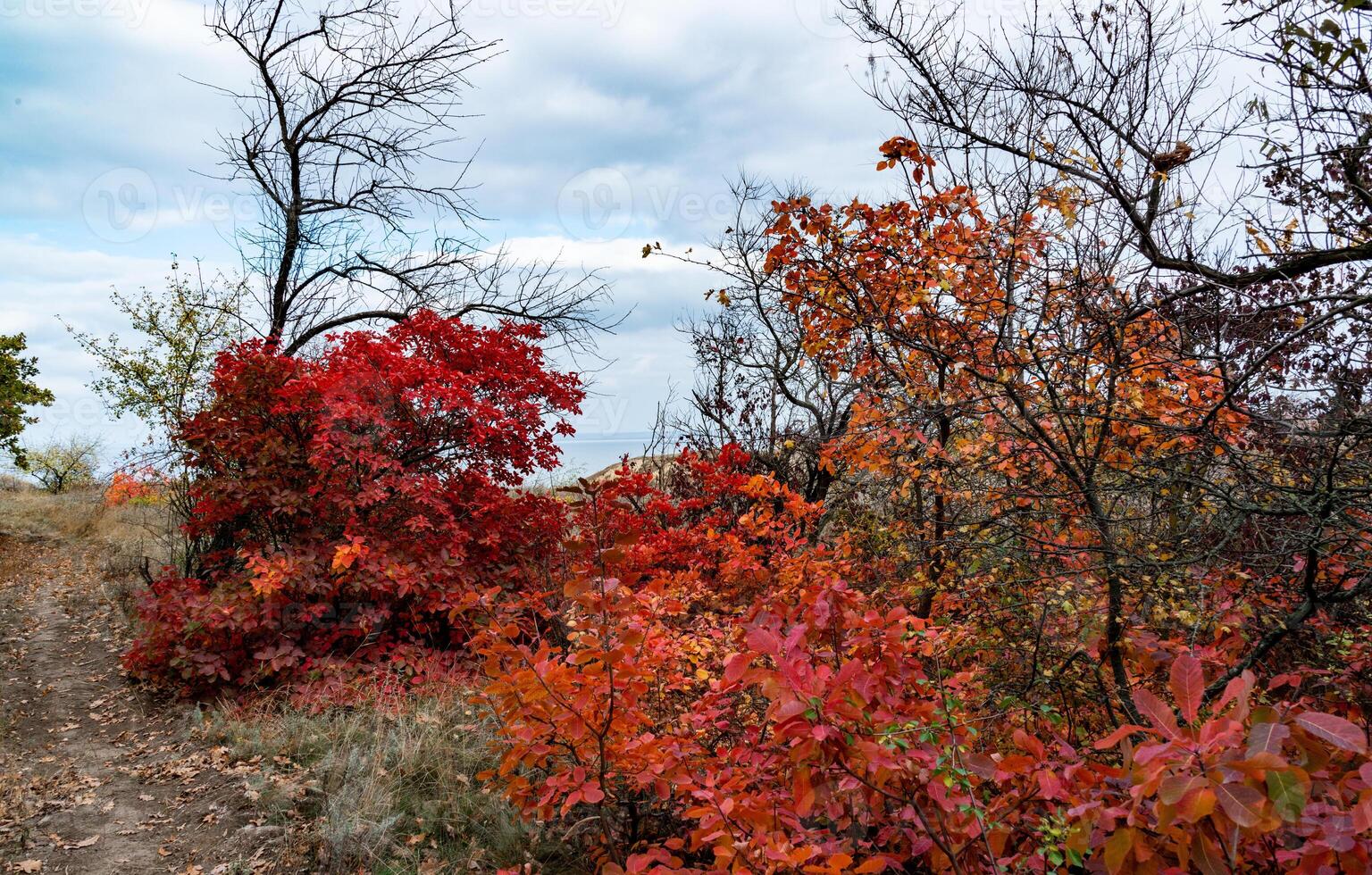 The natural landscape of the south of Ukraine, the slopes of the Dniester estuary, overgrown with European smoketree Cotinus coggygria and steppe herbs photo