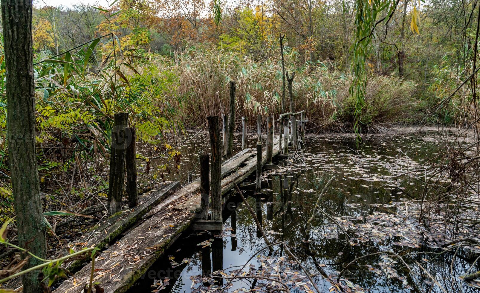 Old broken rotten wooden bridge on an overgrown pond surrounded by trees photo