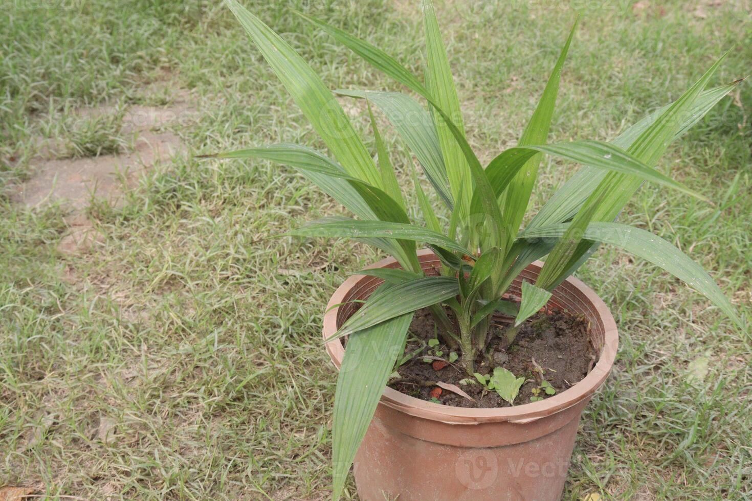 eleutherine bulbosa flower plant on nursery photo