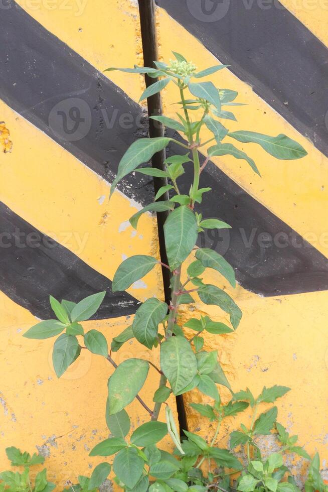 Euphorbia heterophylla flower, medicinal plant photo