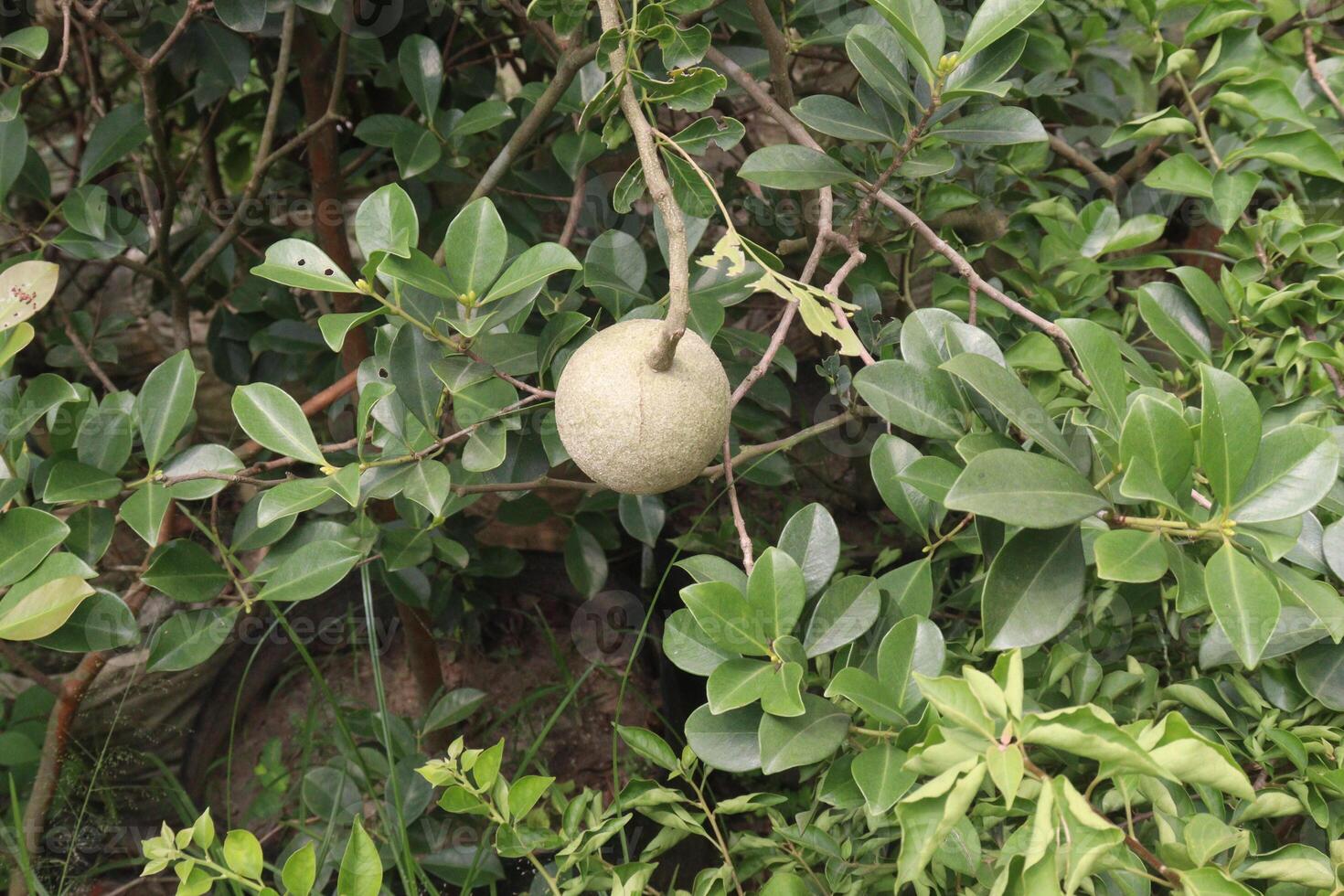 Wood-apple on tree in farm photo