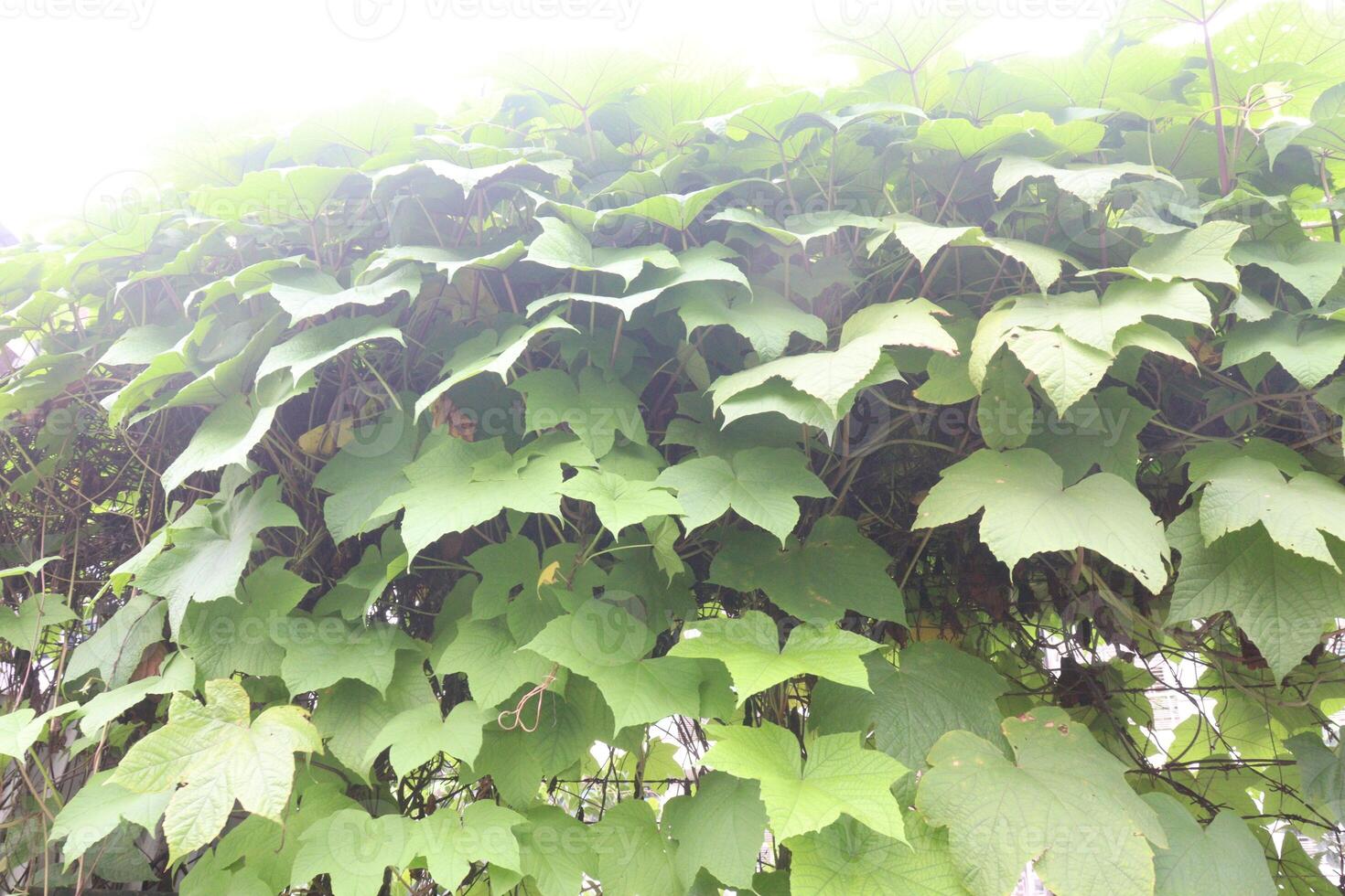 Merremia vitifolia ornamental plant on garden photo