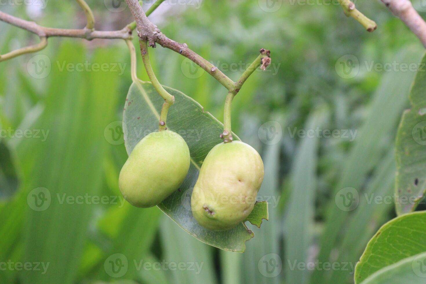 Syzygium jambos on plant in nursery photo