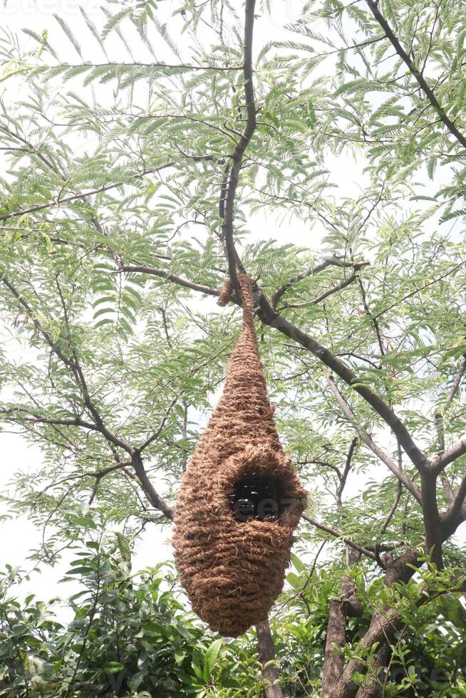 Hanging nest on plant created by people photo