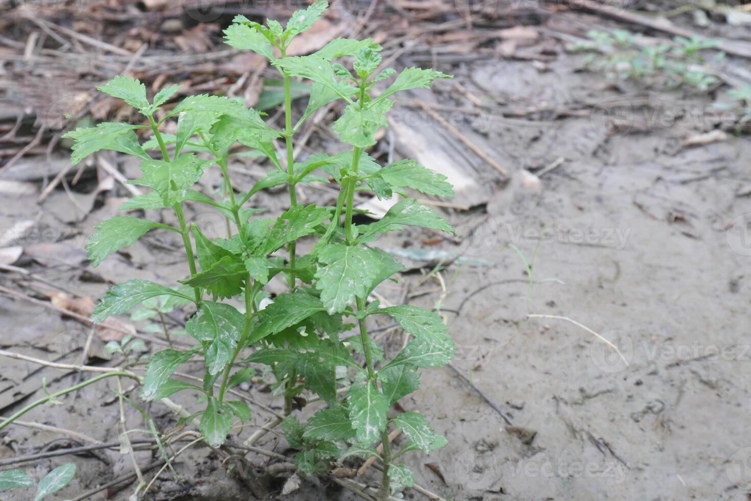 Scoparia dulcis flower and medicinal plant photo