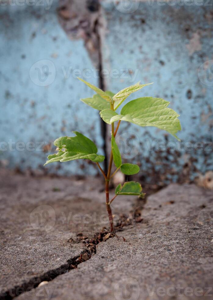The plants grow on the cement floor with patience. Challenge in Life or Business Concept. Economic Crisis Symbol. New Green Sprout Plant Growth in Cracked Concrete photo