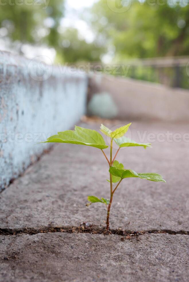 A tree sprout makes its way through a crack in concrete. Challenge in Life or Business Concept. Economic Crisis Symbol. photo