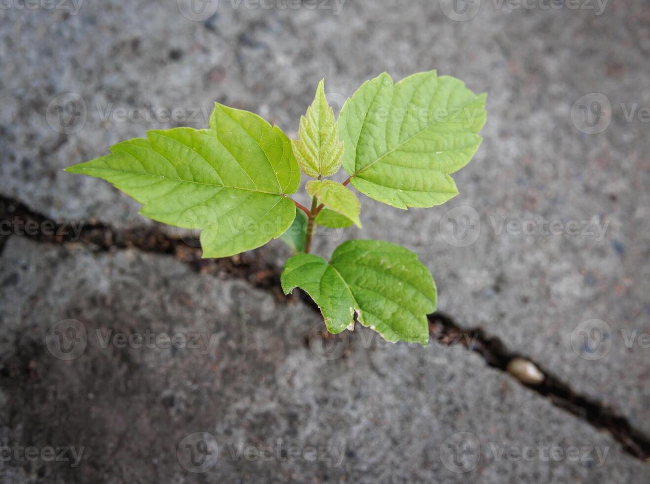 The plants grow on the cement floor with patience. Challenge in Life or Business Concept. Economic Crisis Symbol. New Green Sprout Plant Growth in Cracked Concrete photo