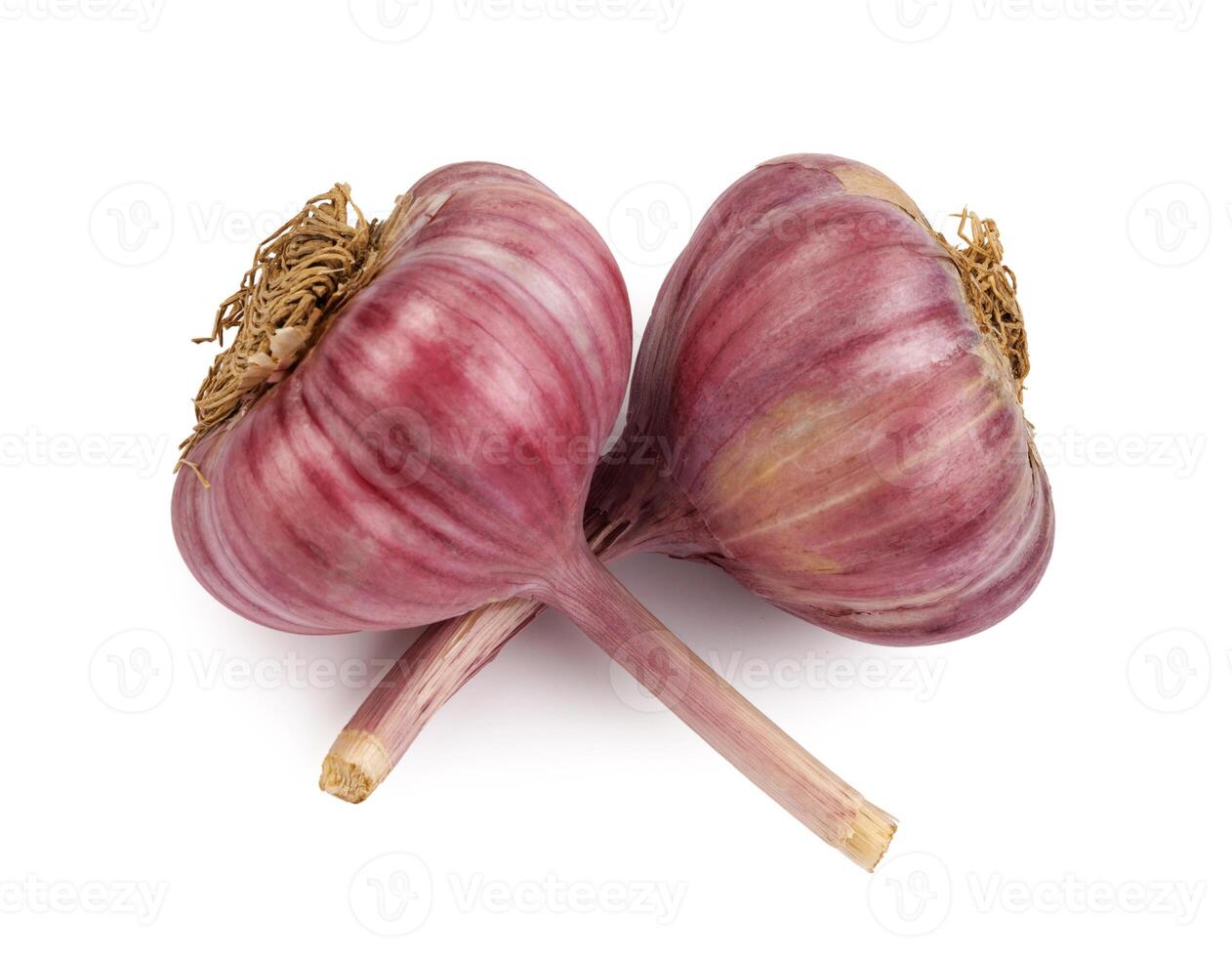 Two garlic bulbs isolated on a white background. Unpeeled garlic bulb .Full clipping path. photo