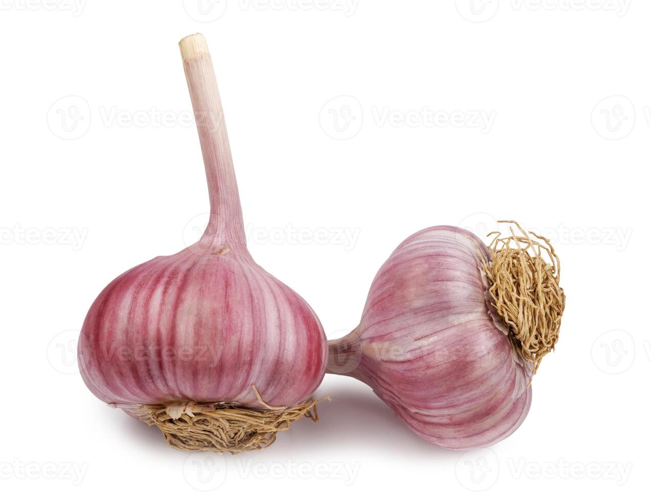 Two garlic bulbs isolated on a white background. Unpeeled garlic bulb .Full clipping path. photo
