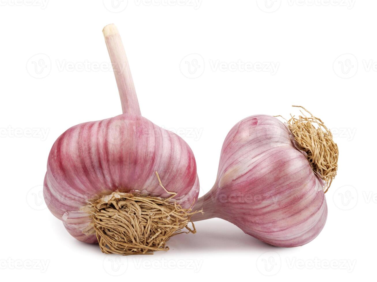 Two garlic bulbs isolated on a white background. Unpeeled garlic bulb .Full clipping path. photo