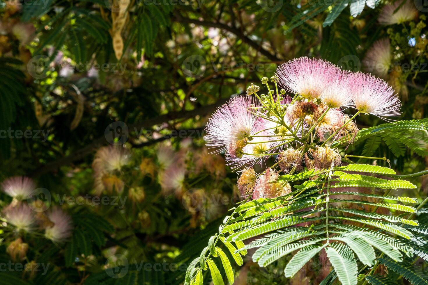 green twig with flowers of Persian silk tree photo