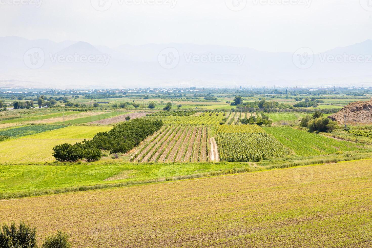 fields at Ararat Plain in Armenia and mountains photo
