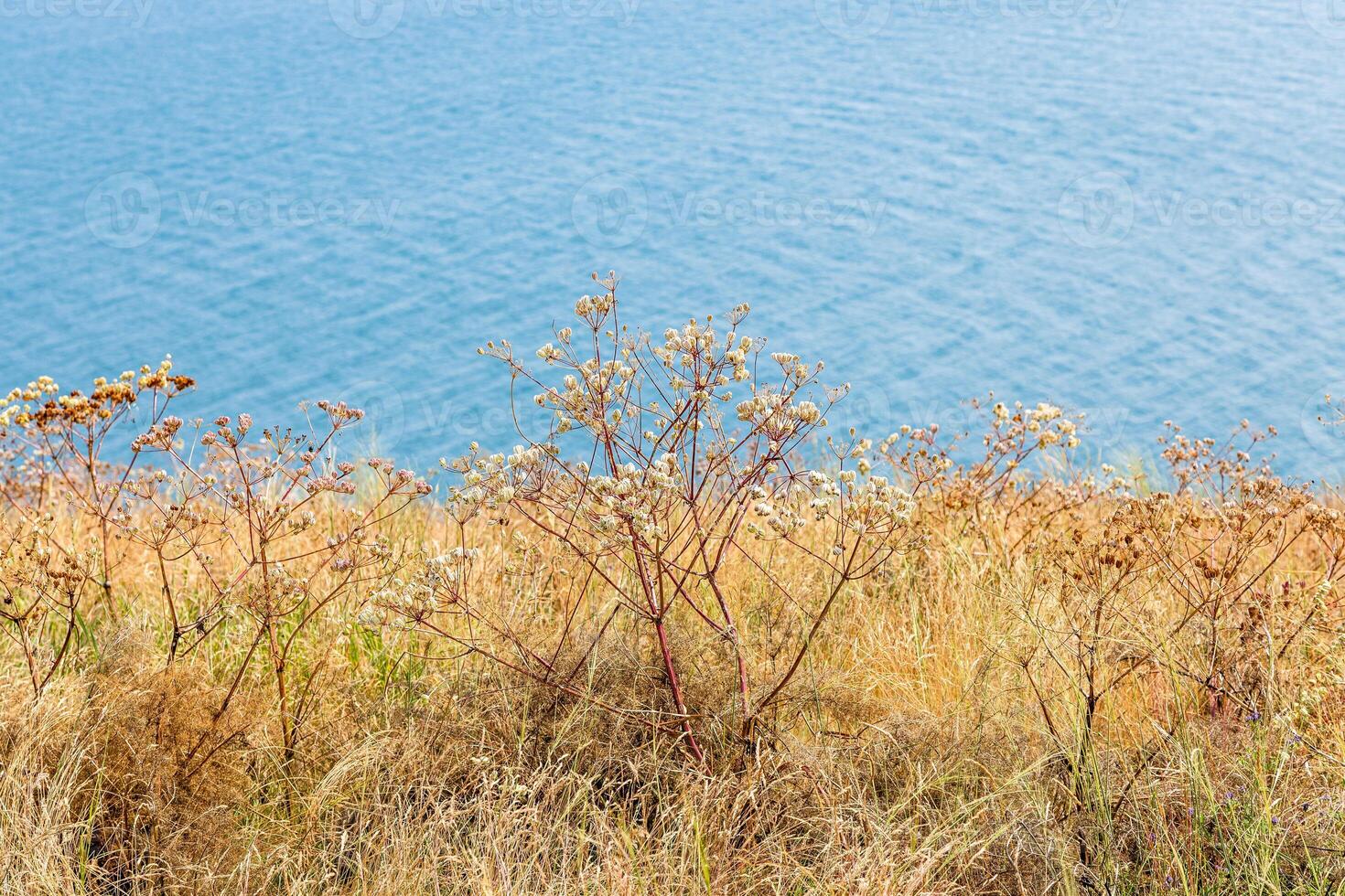 sunburnt grass and water of lake on background photo