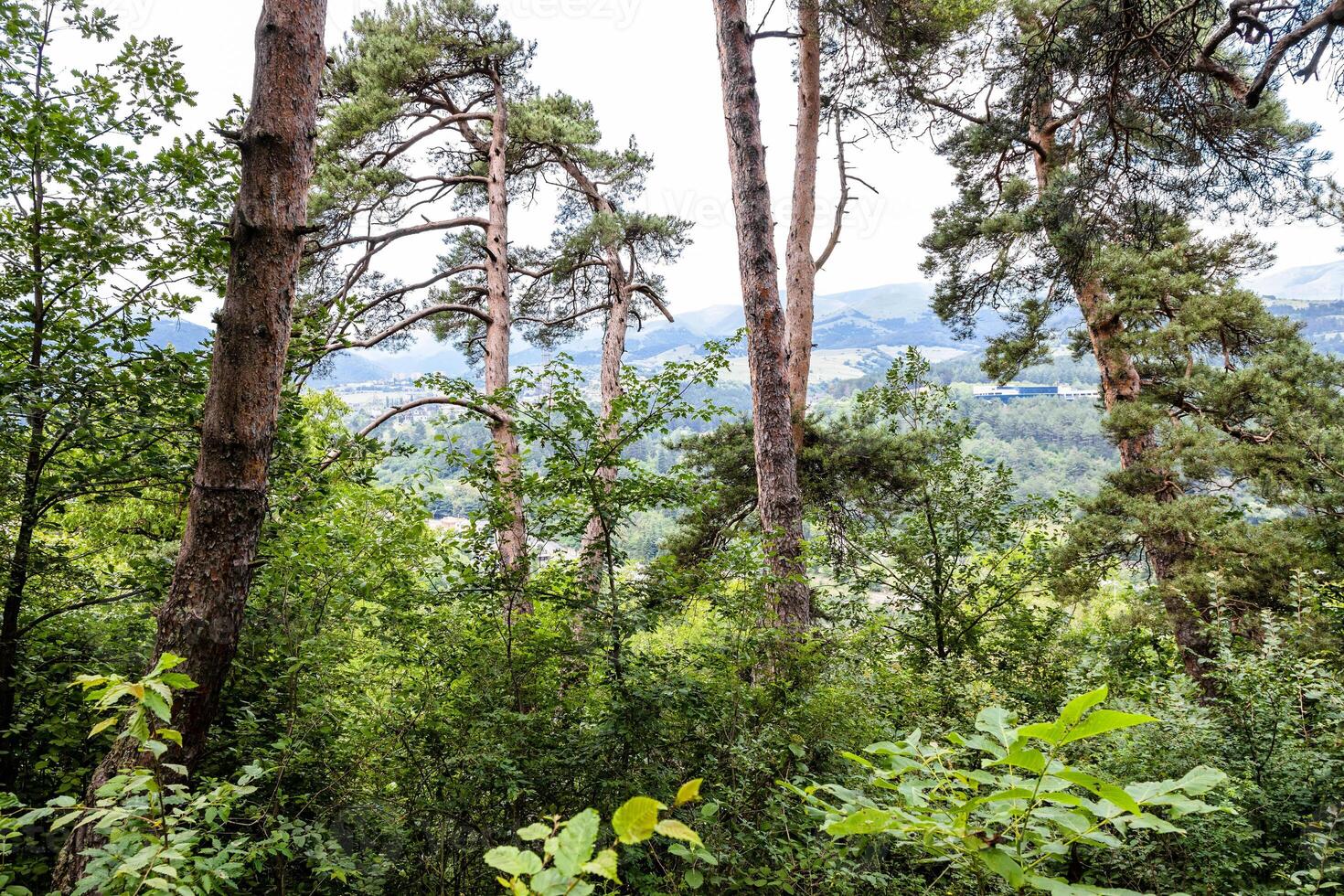 pine trees over Dilijan city in mountain forest photo